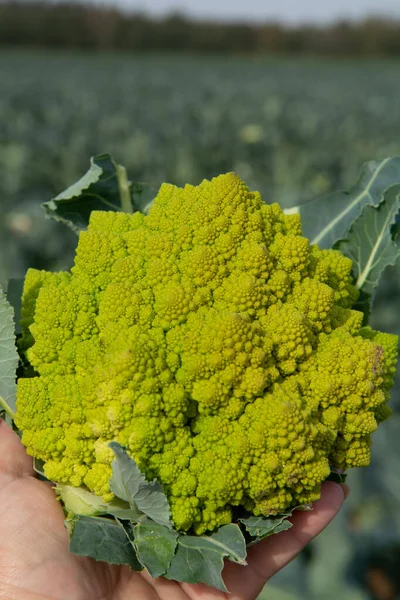 Trabalhador Segurando Mão Brócolis Romanesco Verde Maduro Couve Flor Romana — Fotografia de Stock