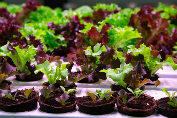 Growth stages of green lettuce, cultivation of green butterhead and oak bio lettuce uses hydroponics methode