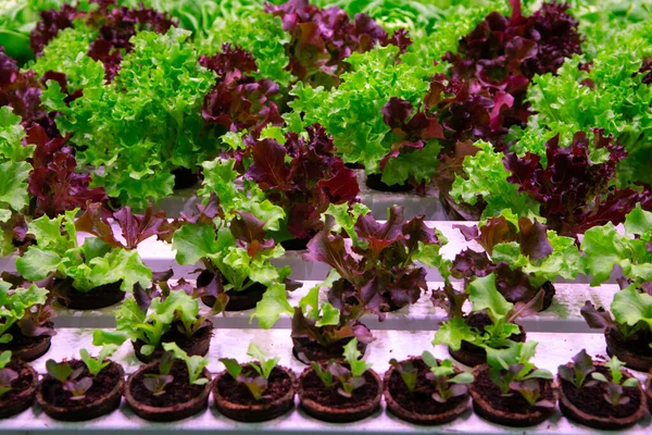 Growth stages of green lettuce, cultivation of green butterhead and oak bio lettuce uses hydroponics methode