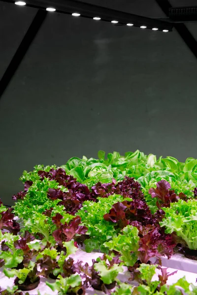Growth stages of green lettuce, cultivation of green butterhead and oak bio lettuce uses hydroponics methode