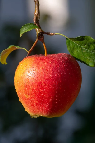 Alma Betakarítása Kertben Őszi Betakarítás Gyümölcsösökben Közelkép — Stock Fotó