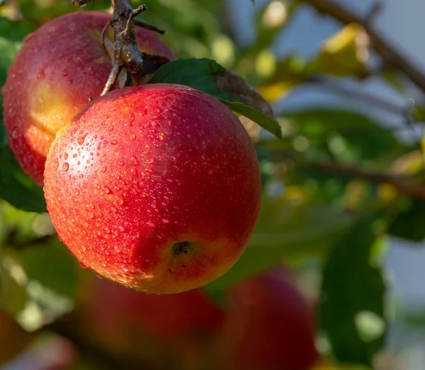 Συγκομιδή Μήλων Στον Κήπο Φθινοπωρινή Συγκομιδή Οπωρώνες Κοντά — Φωτογραφία Αρχείου