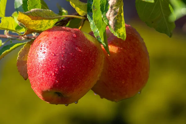 Skörda Äpplen Trädgården Höstskörd Fruktträdgårdar Närbild — Stockfoto