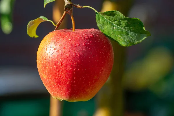 Συγκομιδή Μήλων Στον Κήπο Φθινοπωρινή Συγκομιδή Οπωρώνες Κοντά — Φωτογραφία Αρχείου