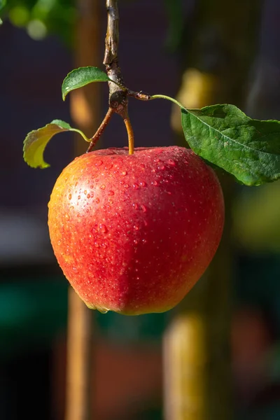 Harvesting Apples Garden Autumn Harvest Season Fruit Orchards Close — Stock Photo, Image