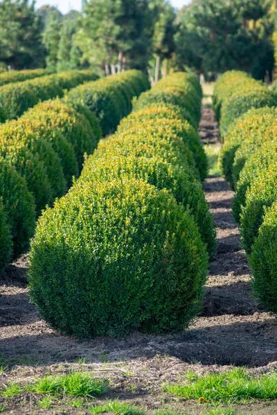 네덜란드의 에버그린 Evergreen Buxus 의상자 기간중 커다란 줄지어 — 스톡 사진