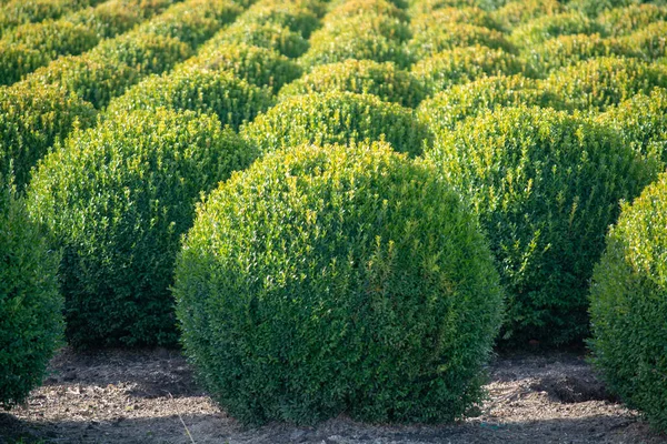 네덜란드의 에버그린 Evergreen Buxus 의상자 기간중 커다란 줄지어 — 스톡 사진