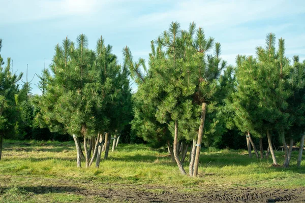 Cultivation of young pine trees growing on tree nursery for garden, parks in Netherlands