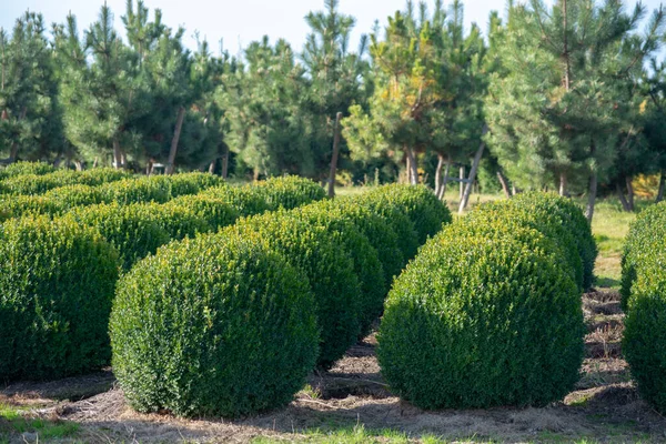네덜란드의 에버그린 Evergreen Buxus 의상자 기간중 커다란 줄지어 — 스톡 사진