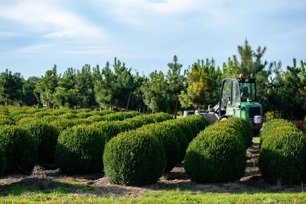 Evergreen Buxus Berçário Madeira Caixa Holanda Plantação Bolas Árvore Caixa — Fotografia de Stock