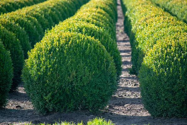 네덜란드의 에버그린 Evergreen Buxus 의상자 기간중 커다란 줄지어 — 스톡 사진