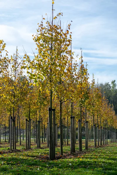 Privat garden, parks tree nursery in Netherlands, specialise in medium to very large sized trees, plantation of grey alder trees in rows