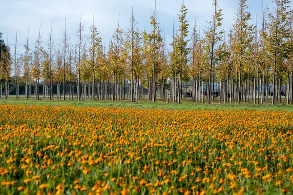 Plantation of trees on tree nursery in Netherlands, specialise in medium to very large sized trees and colorful flowerbed with tagetes flowers in autumn