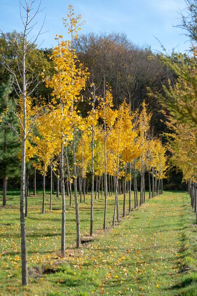 Medicinal Ginkgo biloba tree nursery in Netherlands, specialise in medium to very large sized trees,  autumn season