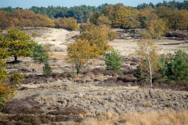 Paesaggio Desertico Con Dune Sabbia Gialla Alberi Piante Cielo Blu — Foto Stock