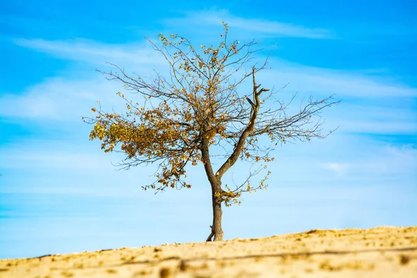 Een Oude Gedroogde Boom Gele Woestijn Zand Blauwe Lucht Eenzaamheid Rechtenvrije Stockafbeeldingen
