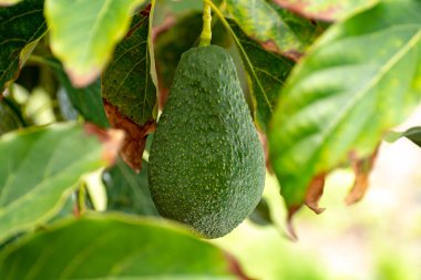 İspanya 'nın Gran Canaria adasındaki fidanlıkta yetişen olgun yeşil avokado meyveli tropik avokado ağacı mevsimlik hasat için hazır.