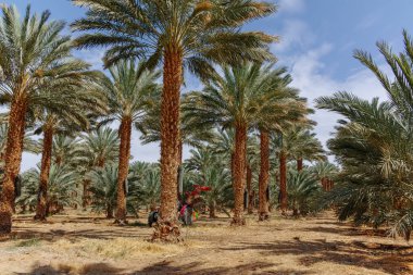Phoenix Dactylifera çiftliği, genellikle Arava ve Negev çöllerinde hurma ağaçları veya hurma ağaçları olarak bilinir, tatlı ve lezzetli Medjool hurma meyveleri yetiştirme