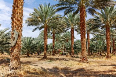 Phoenix Dactylifera çiftliği, genellikle Arava ve Negev çöllerinde hurma ağaçları veya hurma ağaçları olarak bilinir, tatlı ve lezzetli Medjool hurma meyveleri yetiştirme