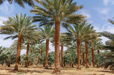 Phoenix Dactylifera çiftliği, genellikle Arava ve Negev çöllerinde hurma ağaçları veya hurma ağaçları olarak bilinir, tatlı ve lezzetli Medjool hurma meyveleri yetiştirme