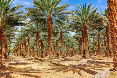 Phoenix Dactylifera çiftliği, genellikle Arava ve Negev çöllerinde hurma ağaçları veya hurma ağaçları olarak bilinir, tatlı ve lezzetli Medjool hurma meyveleri yetiştirme