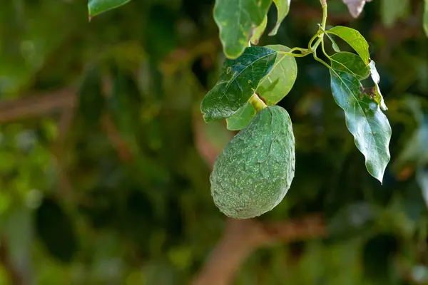 グラン カナリア島のプランテーションで成長している熟した緑のアボカドの果物を持つ熱帯アボカドの木 スペイン 季節の収穫の準備ができて — ストック写真