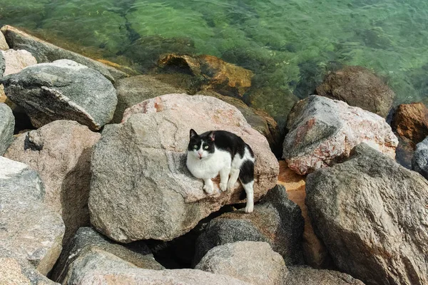 Gatos Eilat Israel Muchos Gatos Salen Por Las Calles Playas — Foto de Stock