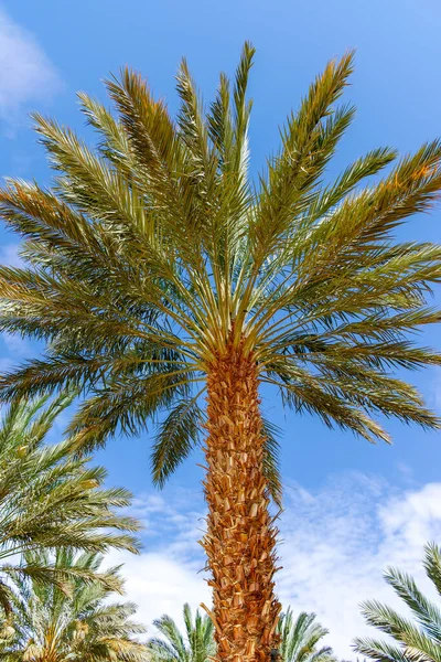 Plantación Phoenix Dactylifera Comúnmente Conocida Como Palmeras Datileras Desierto Arava — Foto de Stock