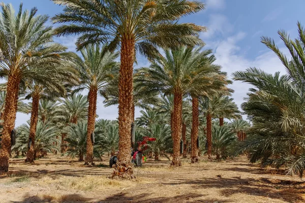 Phoenix Dactylifera Çiftliği Genellikle Arava Negev Çöllerinde Hurma Ağaçları Veya — Stok fotoğraf