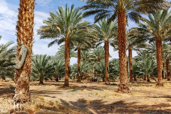 Phoenix Dactylifera Çiftliği Genellikle Arava Negev Çöllerinde Hurma Ağaçları Veya — Stok fotoğraf