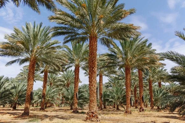 Phoenix Dactylifera Çiftliği Genellikle Arava Negev Çöllerinde Hurma Ağaçları Veya — Stok fotoğraf