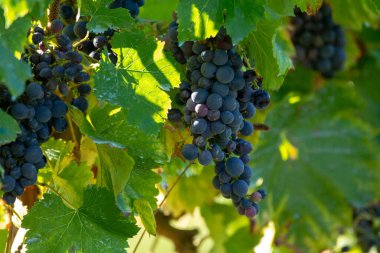 Biyolojik şaraphane kırmızı şarap üzüm bağı Provence, Güney Fransa 'da gün batımında