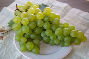 Olgun organik üzüm asması, İtalya 'dan dikişsiz üzüm, yeni hasat yakın.