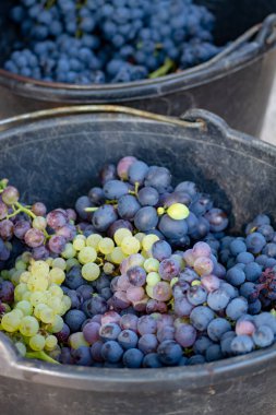 Fransa 'nın Provence kentindeki ilk yeni siyah şarap hasadı, Fransa' nın geleneksel festivaline hazır.