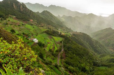 Anaga Ulusal Parkı 'nın yeşil yamaçları, Tenerife, Kanarya Adaları, İspanya