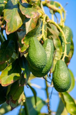 Mevsimlik yeşil orgaik avokado hasadı, tropikal yeşil avokadolar büyük ağaçlara yakın.