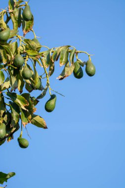 Mevsimlik yeşil orgaik avokado hasadı, tropikal yeşil avokadolar büyük ağaçlara yakın.