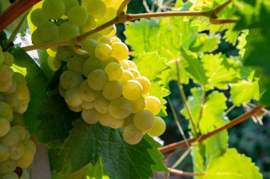 Olgun beyaz şarap üzümleri Fransa 'daki üzüm bağlarında bitkiler, olgunlaşmış beyaz muscat üzümleri yeni hasat yakında.
