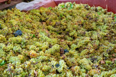 Fransa 'da geleneksel şarap üretimi, yeni beyaz üzümlü muscat hasat ilk basım için hazır.