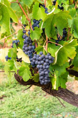 Fransız kırmızı ve gül şarabı üzümleri, Fransa 'daki ilk olgun şarap üzümü hasadı, Costieres de Nimes AOP alanı veya şato üzüm bağları.