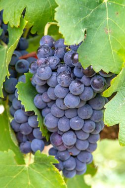 French red and rose wine grapes plant, first new harvest of ripe wine grape in France, Costieres de Nimes AOP domain or chateau vineyard close up clipart