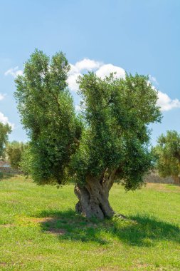 Apulia, İtalya 'da çok eski zeytin ağaçları. Ekstra bakire zeytinyağı üretiminin ünlü merkezi.