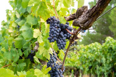 Fransız kırmızı ve gül şarabı üzümleri, Fransa 'daki ilk olgun şarap üzümü hasadı, Costieres de Nimes AOP alanı veya şato üzüm bağları.