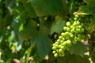 Güney İtalya 'nın büyük şarap bölgesinde üzüm üzümleri olgunlaşır, Apulia' da yaz mevsimi