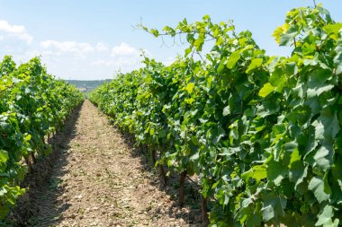 Güney İtalya 'nın Apulia bölgesinde üzüm bağları ve üzüm bağları var.