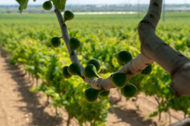 Güney İtalya 'nın Apulia bölgesinde üzüm bağlarında incir ağacı ve üzüm bağları var.