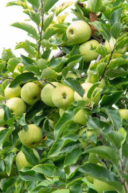 Yeni sağlıklı meyve hasadı, olgunlaşmış tatlı yeşil elma elma elması elma ağacında yetişiyor.