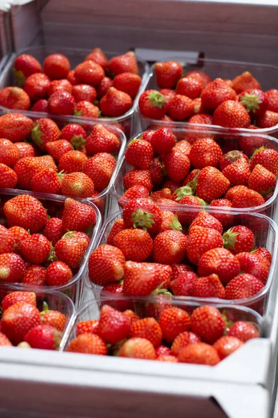 Frische Reife Neue Ernte Rote Erdbeere Plastikboxen Auf Dem Wochenmarkt — Stockfoto