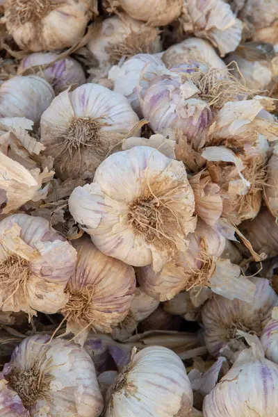 Nouă Recoltă Usturoi Proaspăt Vânzare Piața Locală Din Provence Franța — Fotografie, imagine de stoc