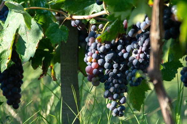 Bio Wijnmakerij Rode Wijn Wijngaard Provence Zuid Frankrijk Bij Zonsondergang — Stockfoto